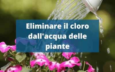 Eliminare cloro dall’acqua per le piante. Il cloro è tossico per le piante?