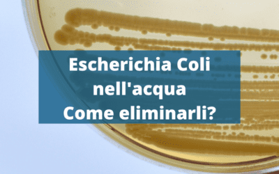 Escherichia coli nell acqua: Come eliminarli?